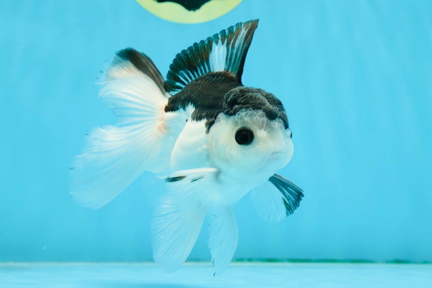 A Grade Nugget SO CUTE Panda Button Eyes Oranda Male 4.5 inches #010325OR_15