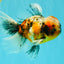 A Grade Calico Oranda Male 6.5-7 inches #082126OR_14