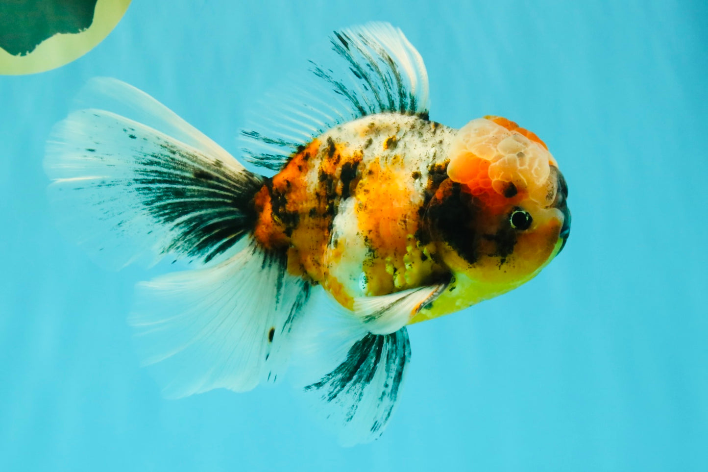 A Grade Calico Oranda Male 6.5-7 inches #082126OR_14