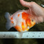 A Grade Kohaku Sakura Yuanbao Female 5-5.5 inches #101626YB_42