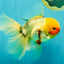 A Grade Sakura Oranda Male 7 inches #080726OR_18