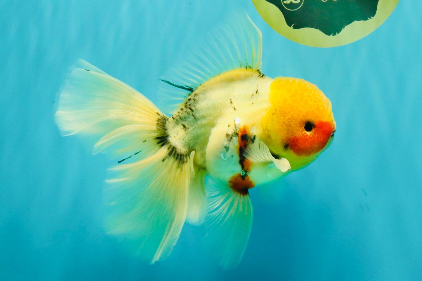A Grade Sakura Oranda Male 7 inches #080726OR_18