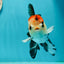 AAA Grade Special Button Eyes Tricolor Oranda Male 5 inches #110124OR_19