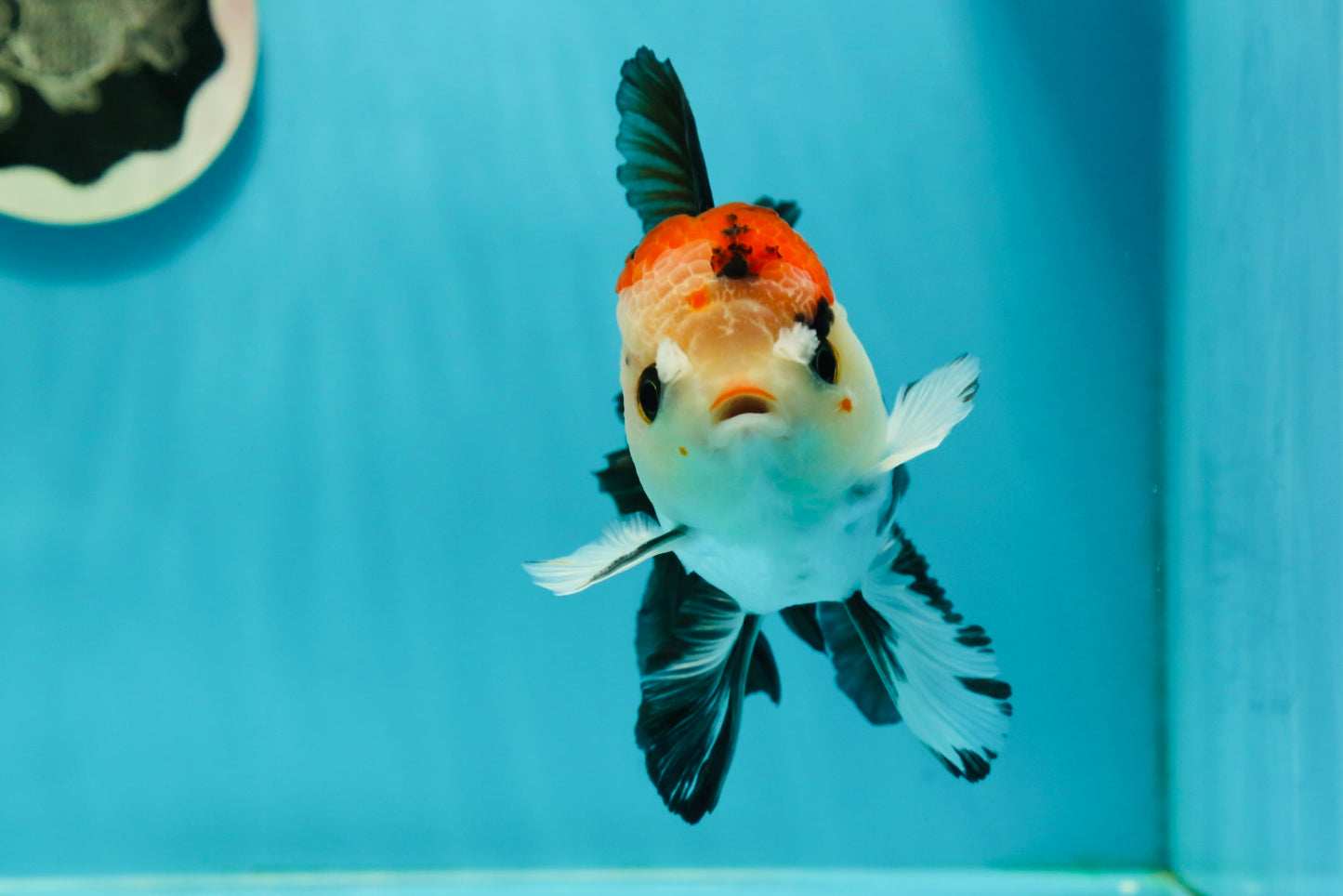 AAA Grade Special Button Eyes Tricolor Oranda Male 5 inches #110124OR_19