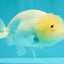White Lionchu Female 4.5-5 inches #051526LC_15