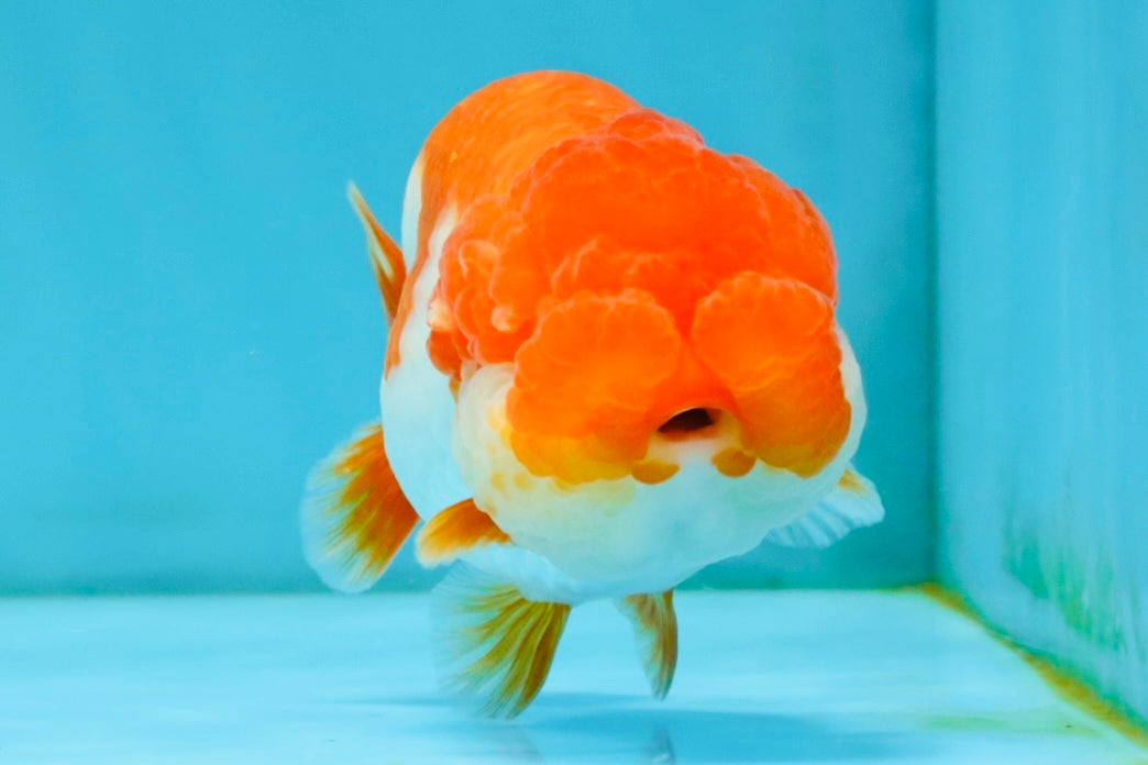 TOMATO A Grade Red White LionQueen 4-4.5 inches #032726LC_17