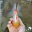 A Grade Butterfly White Orange Oranda Female 5.5 inches #062725OR_23