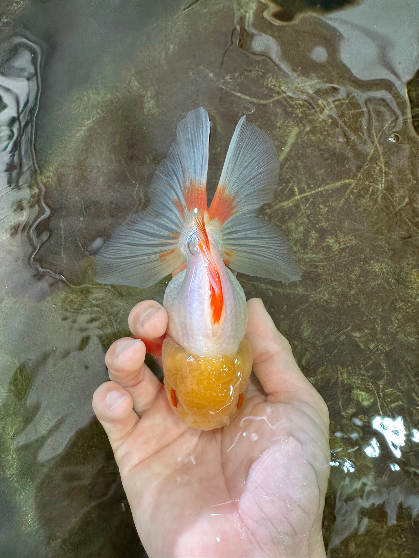 A Grade Butterfly White Orange Oranda Female 5.5 inches #062725OR_23