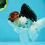 A Grade Young Lava Tricolor Oranda Male 5.5 inches #061325_07