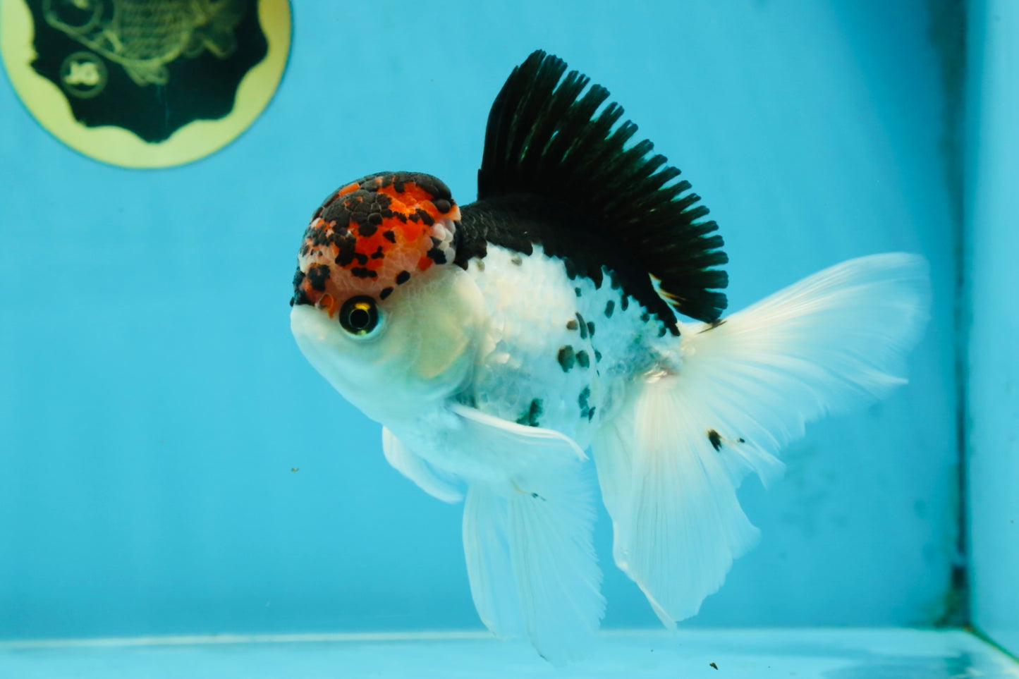 A Grade Young Lava Tricolor Oranda Male 5.5 inches #061325_07