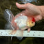 A Grade Special Heart Head Red White Oranda Male 6 inches #101626OR_01