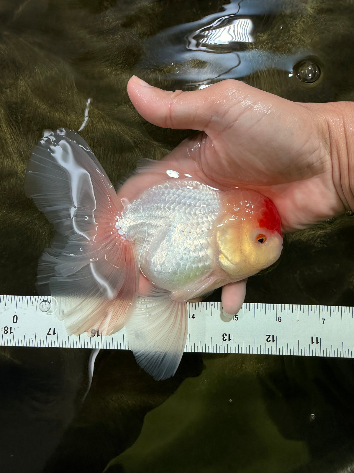 A Grade Special Heart Head Red White Oranda Male 6 inches #101626OR_01