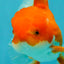 A Grade Red White Oranda Male 5.5-6 inches #041726OR_13