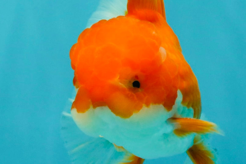 A Grade Red White Oranda Male 5.5-6 inches #041726OR_13