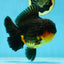 AAA Grade Godzilla Apache Oranda Male 5.5 inches #050925OR_55