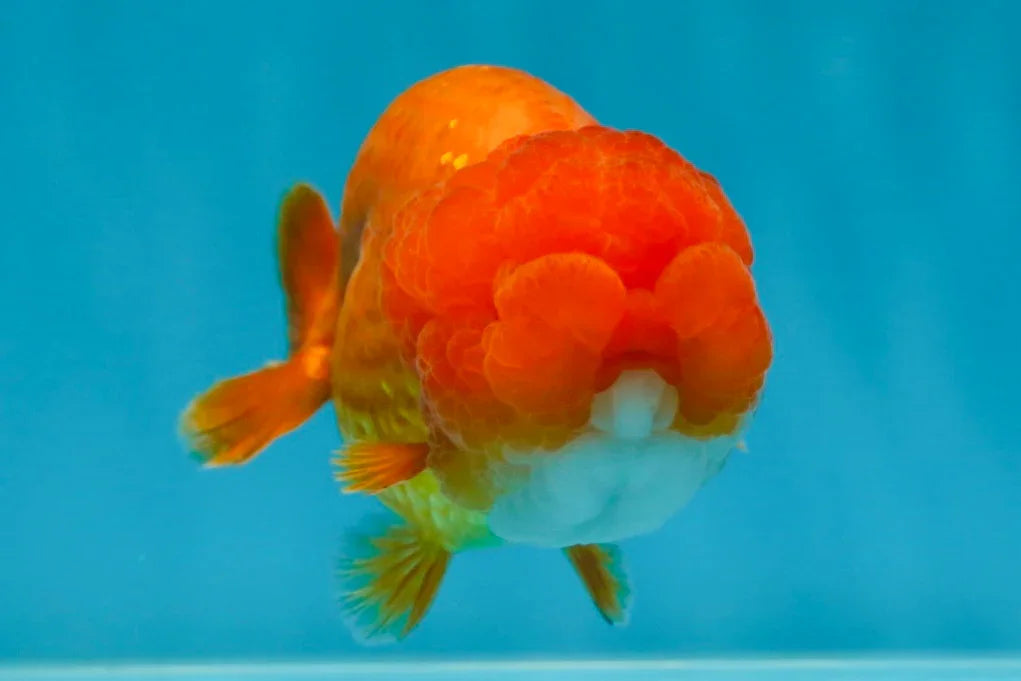 A Big Wen Grade Red LionQueen 4.5 inches #051625LC_39