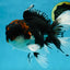 A Grade Tricolor Oranda Male 6.5 inches #060625OR_17