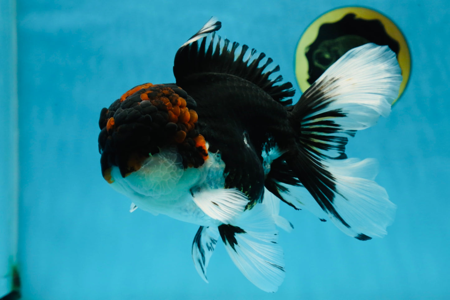 A Grade Tricolor Oranda Male 6.5 inches #060625OR_17