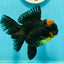 AAA Grade Apache Lava Head Oranda Female 5 inches #111524OR_16