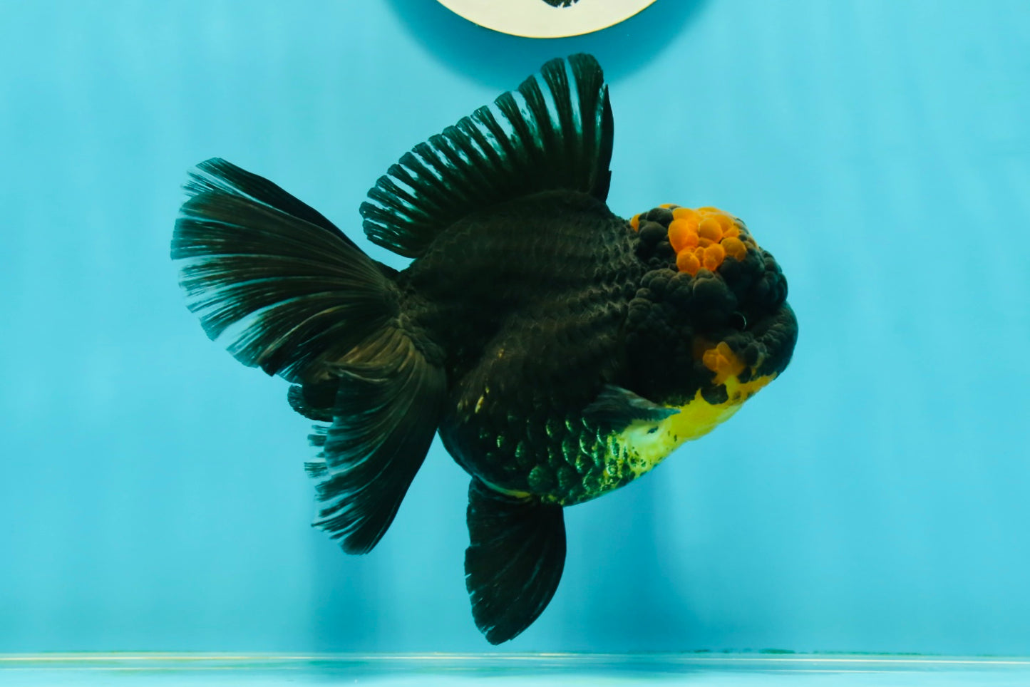 AAA Grade Apache Lava Head Oranda Female 5 inches #111524OR_16