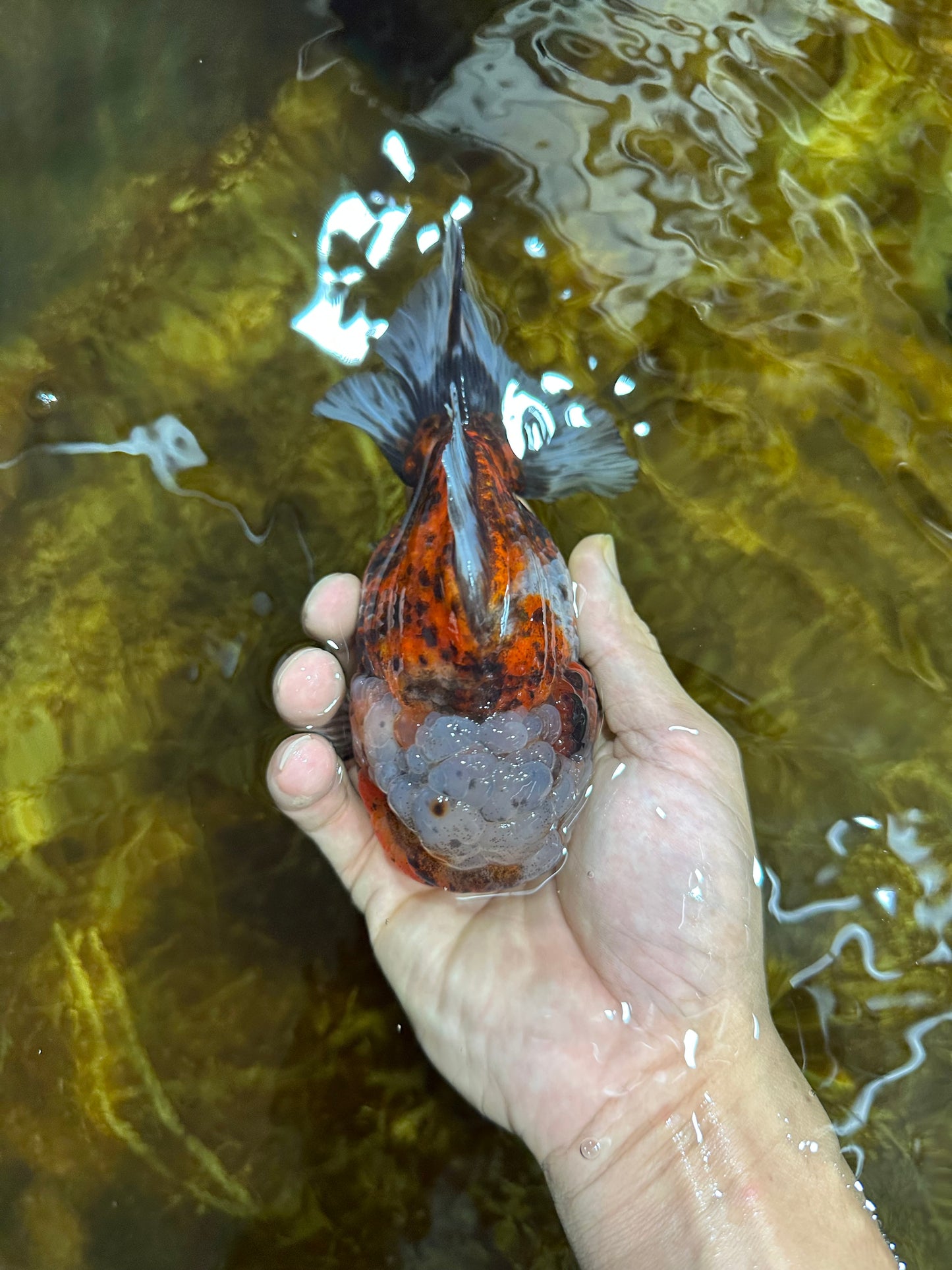 A Grade CHUBBY Calico Yuanbao Female 5-5.5 inches #091925YB_20