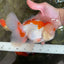 AAA JUMBO Grade Red White Oranda Male 6.5 inches #051625OR_33