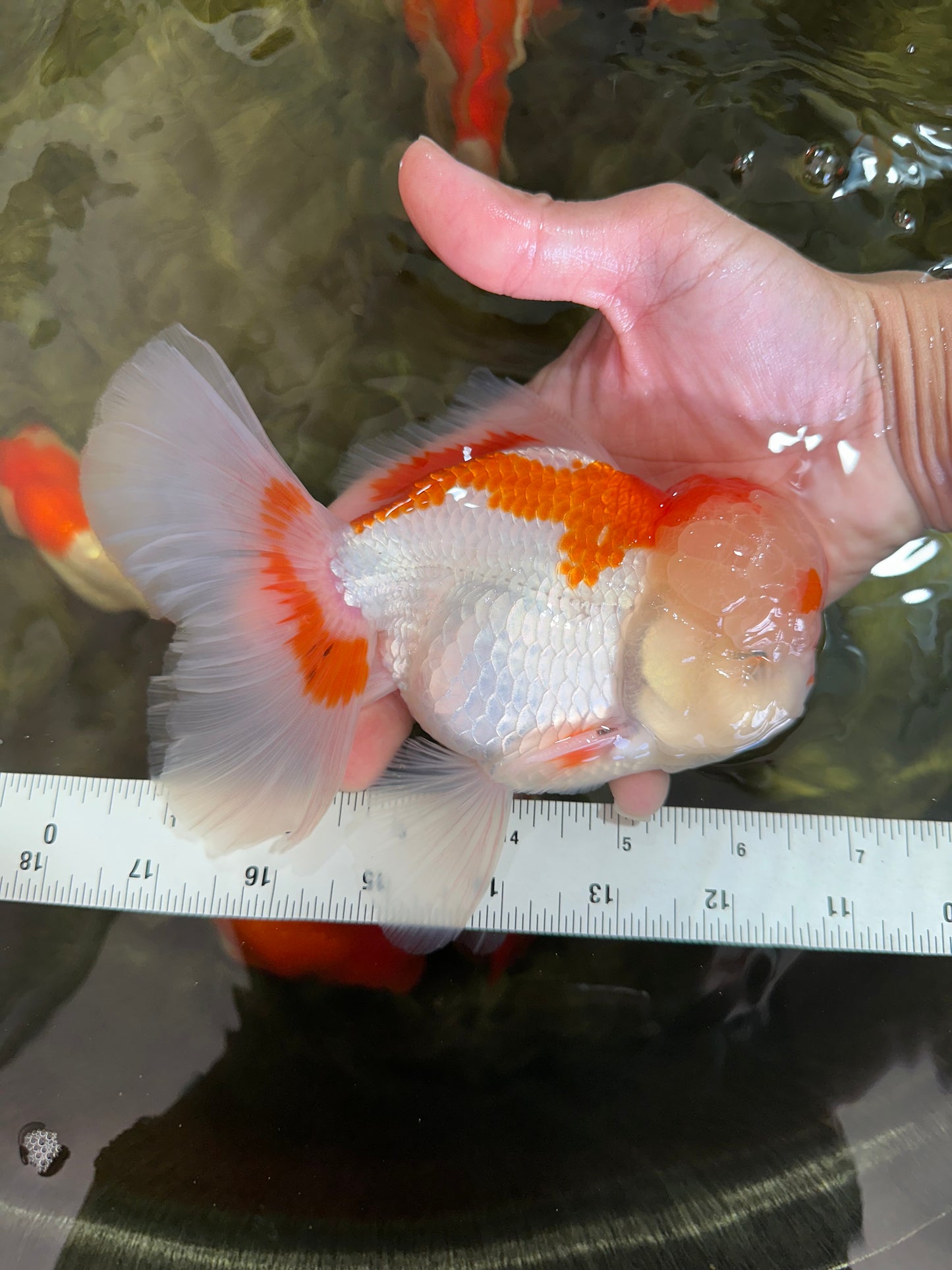 AAA JUMBO Grade Red White Oranda Male 6.5 inches #051625OR_33