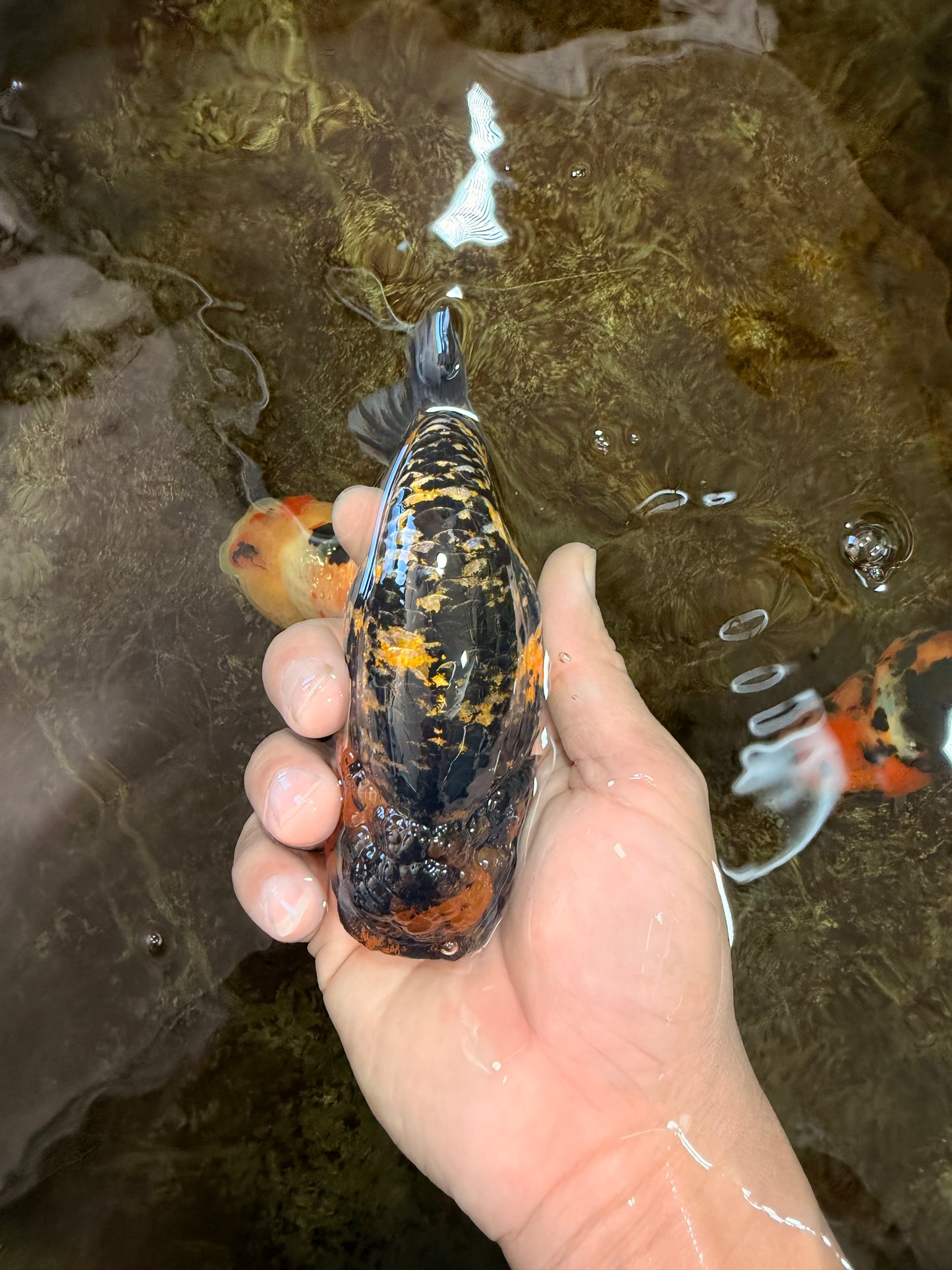 A Grade Tiger LionQueen 5 inches #101025LC_16