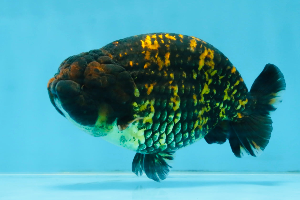 A Grade Tiger LionKing 4.5-5 inches #110725LC_17