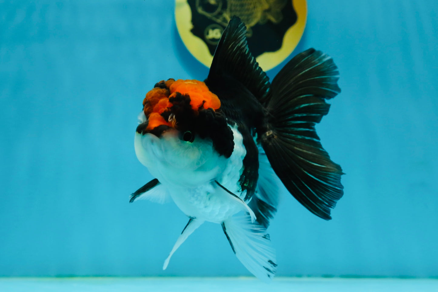 Tricolor Oranda Female 5 inches #120624OR_11