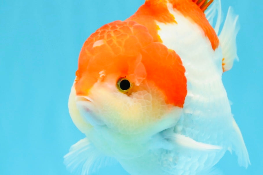 LITTLE BAO AAA Grade Red White Yuanbao Male 5.5 inches #032726YB_04