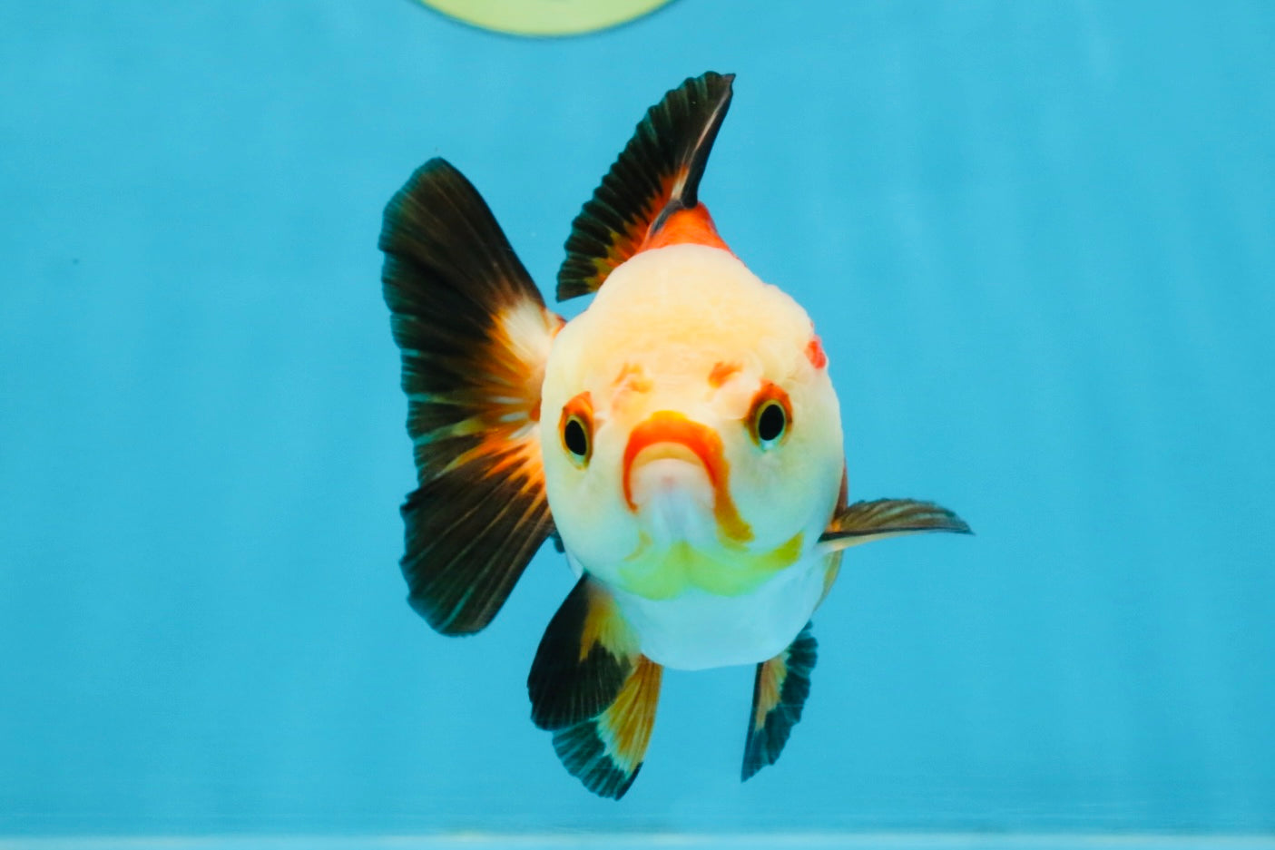 Tricolor Yuanbao Female 4 inches #111425YB_01