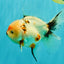 A Grade Sakura Oranda Male 6.5 inches #071726OR_24