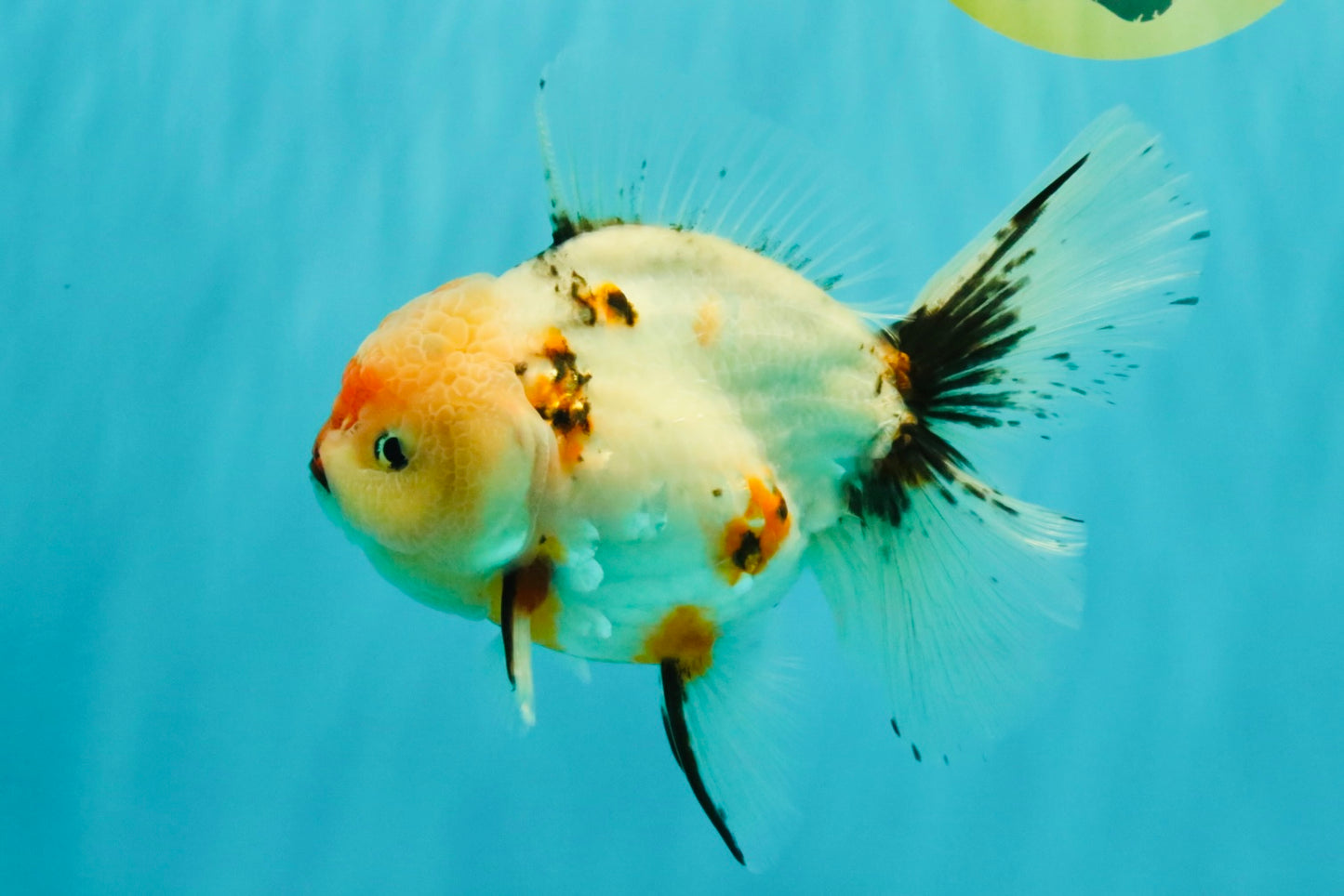A Grade Sakura Oranda Male 6.5 inches #071726OR_24