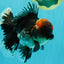 AAA Grade Red Head Kirin Oranda Male 6-6.5 inches #070326OR_27