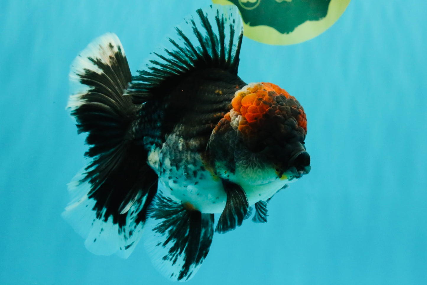 AAA Grade Red Head Kirin Oranda Male 6-6.5 inches #070326OR_27