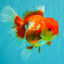 IRON MAN A Grade Red White Oranda Female 6-6.5 inches #080726OR_07