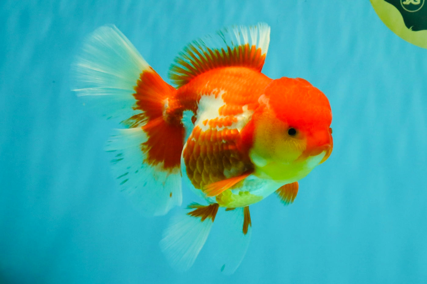 IRON MAN A Grade Red White Oranda Female 6-6.5 inches #080726OR_07
