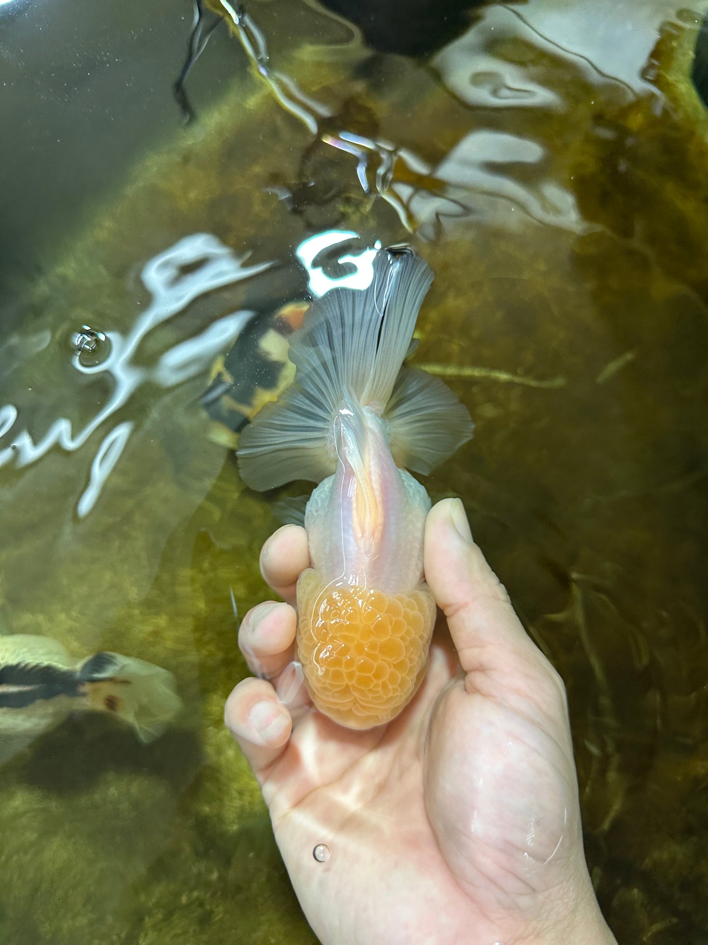 White Button Eyes Oranda Female 5 inches #080825OR_10