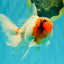 A Grade Sakura Oranda Male 6-6.5 inches #073126OR_17