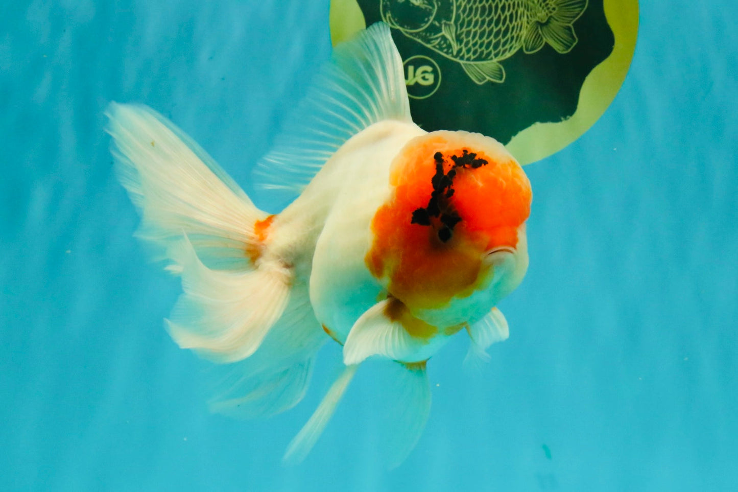 A Grade Sakura Oranda Male 6-6.5 inches #073126OR_17