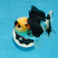 A Grade Wolverine Tricolor Oranda Female 4.5-5 inches #0830OR_03