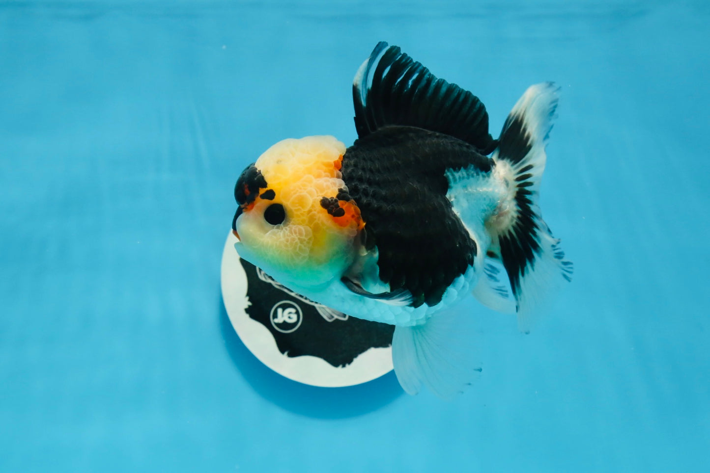 A Grade Wolverine Tricolor Oranda Female 4.5-5 inches #0830OR_03