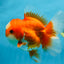 A Grade Jade Head Red White Oranda Female 6 inches #091225OR_13