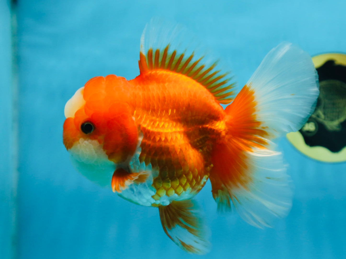 A Grade Jade Head Red White Oranda Female 6 inches #091225OR_13