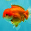 CHUBBY AAA Grade Red White Yuanbao Male 5.5 inches #090426YB_08