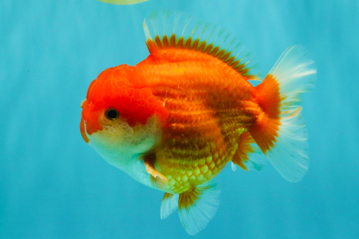 CHUBBY AAA Grade Red White Yuanbao Male 5.5 inches #090426YB_08