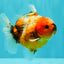 Calico Yuanbao Male 4.5-5 inches #073126YB_15