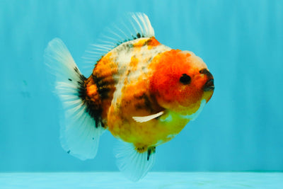Calico Yuanbao Male 4.5-5 inches #073126YB_15