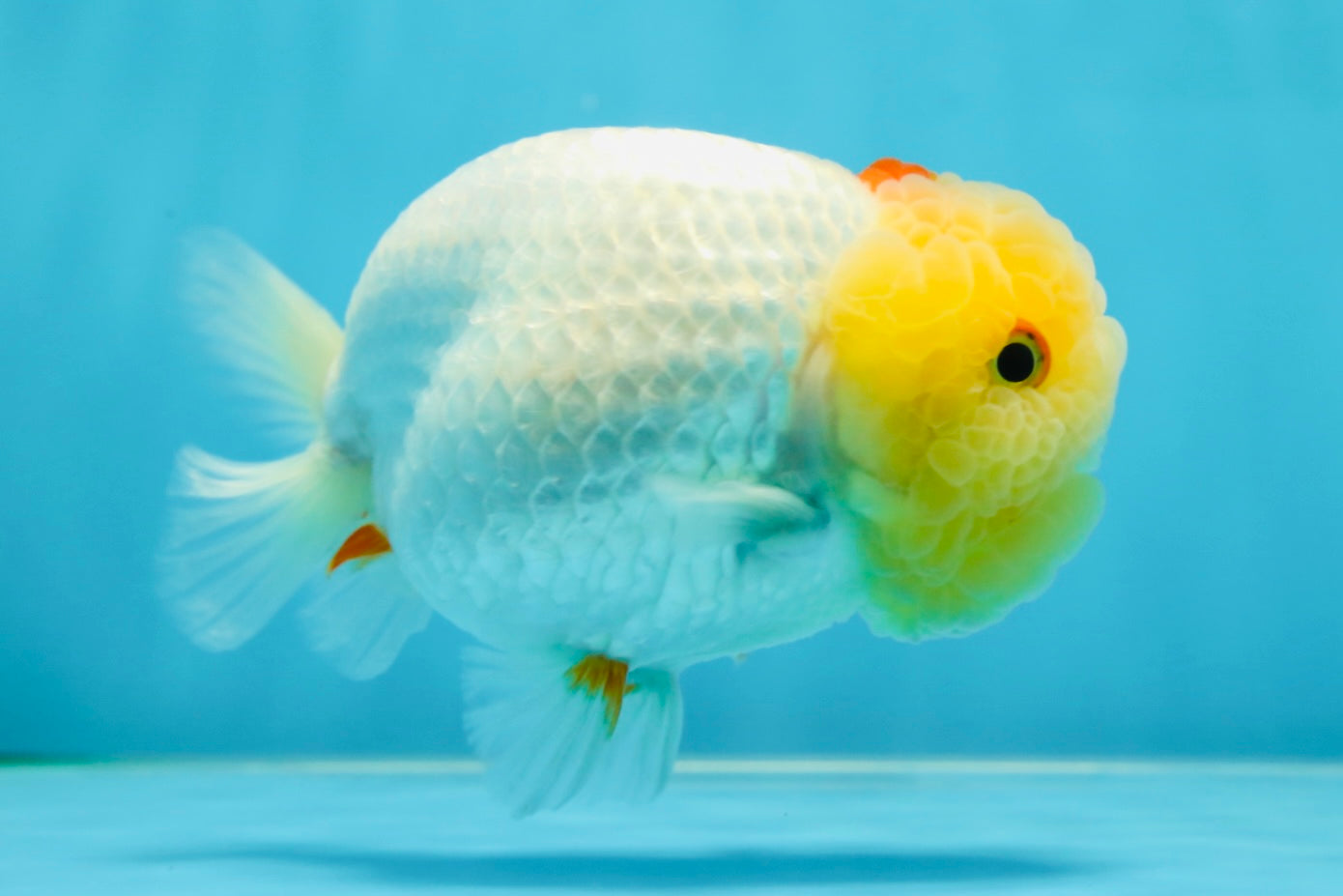 UNIQUE A Grade Red White LionQueen 4.5 inches #050225LC_18